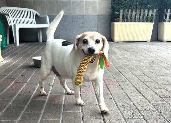 BALOO MINI BEAGLE Foto 6